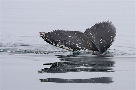 1,000+ Free Ballena & Whale Images .